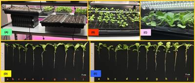 Light-Time-Biomass Response Model for Predicting the Growth of Choy Sum (Brassica rapa var. parachinensis) in Soil-Based LED-Constructed Indoor Plant Factory for Efficient Seedling Production